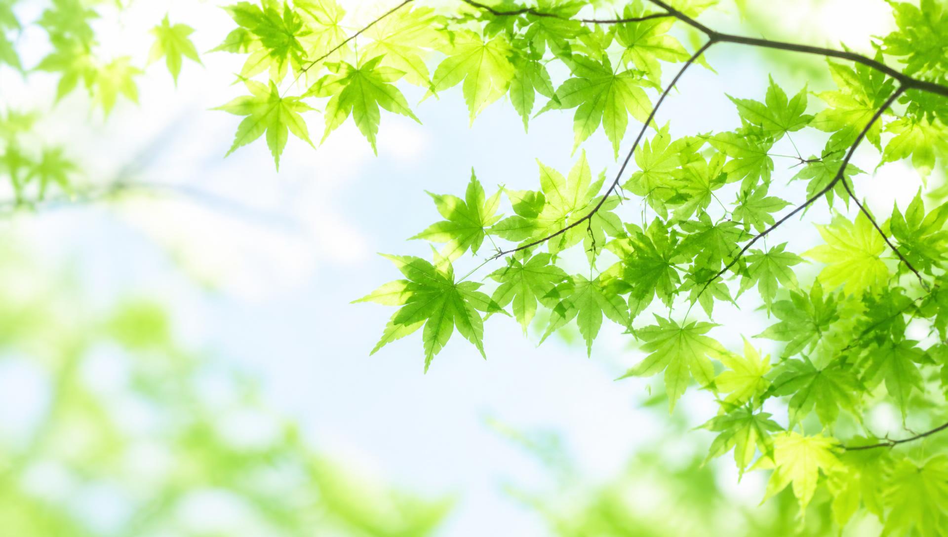 Folhas verdes iluminadas pelo sol